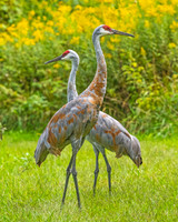 Sandhill Cranes