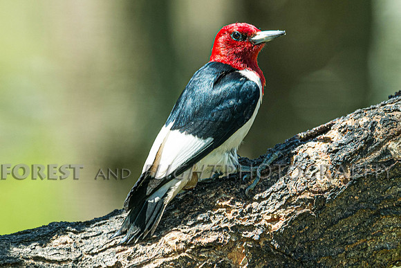 Red-headed