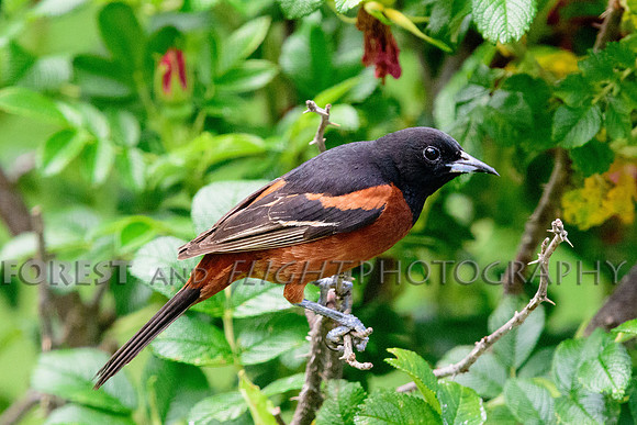 Orchard Oriole
