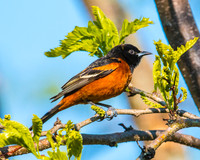 Orchard Oriole