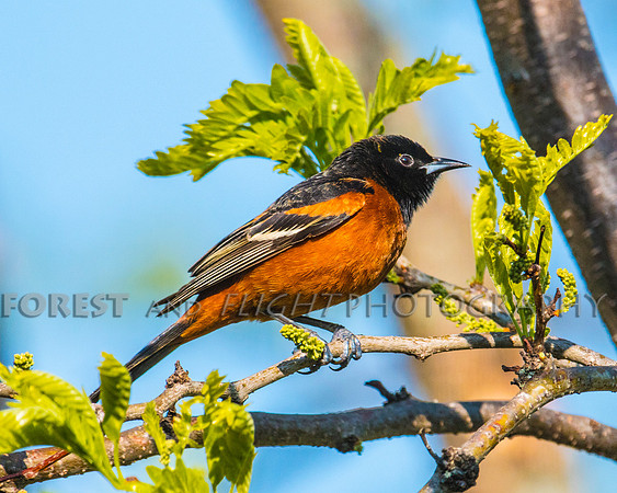 Orchard Oriole