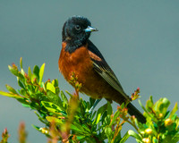 Orchard Oriole