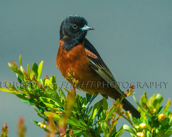 Orchard Oriole