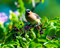 Cedar Wax Wing