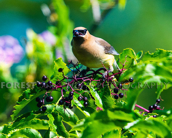 Cedar Wax Wing