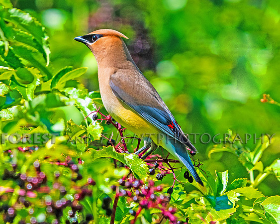 Cedar Wax Wing