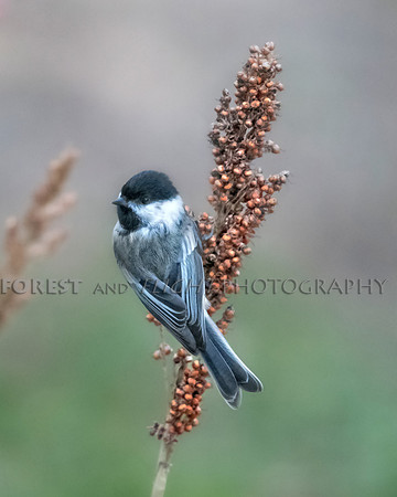 Chickadee