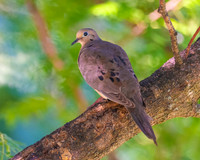 Mourning Dove