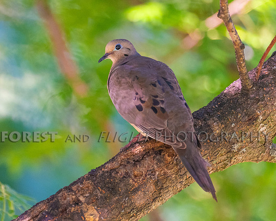 Mourning Dove