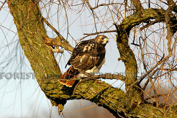 Red-tailed