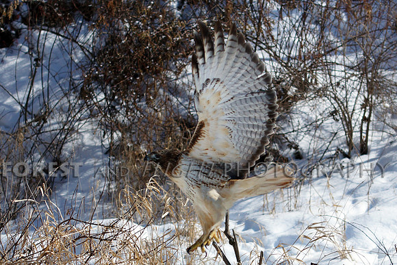 Red-tailed