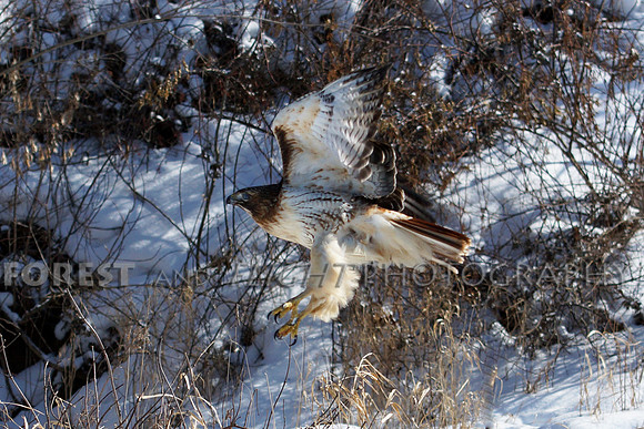 Red-tailed