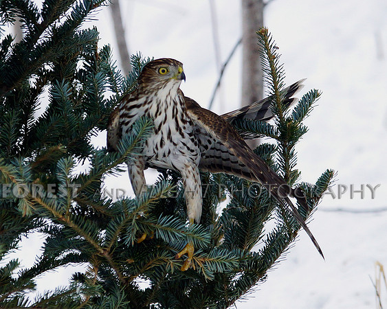 Sharp-shinned