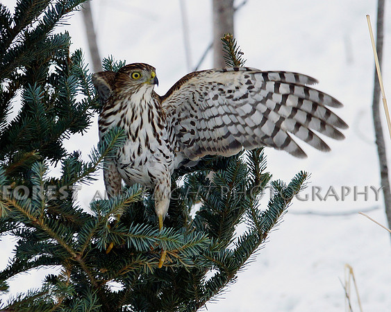 Sharp-shinned