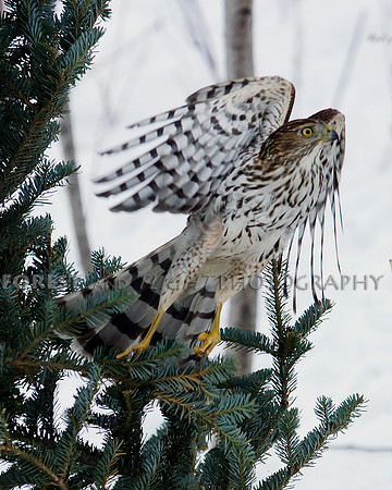 Sharp-shinned