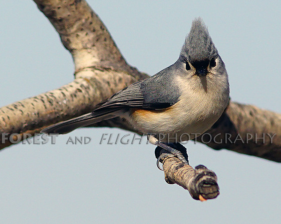 Titmouse