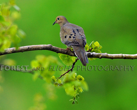 Mourning Dove