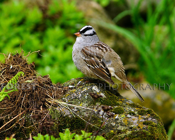 White-crowned Sparrow
