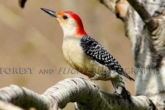 Male Red-bellied