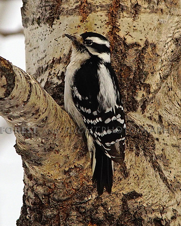 Female Downy