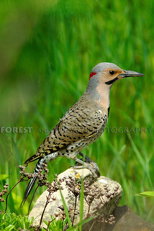 Male Northern Flicker