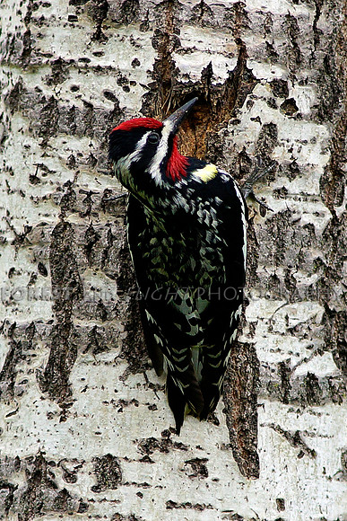 Male Yellow-bellied Sapsucker