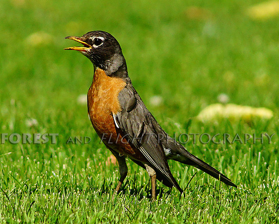 Robin