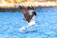 Osprey