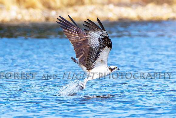 Osprey