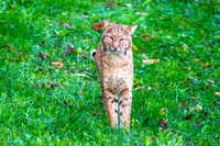 Bob Cat