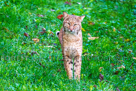 Bob Cat