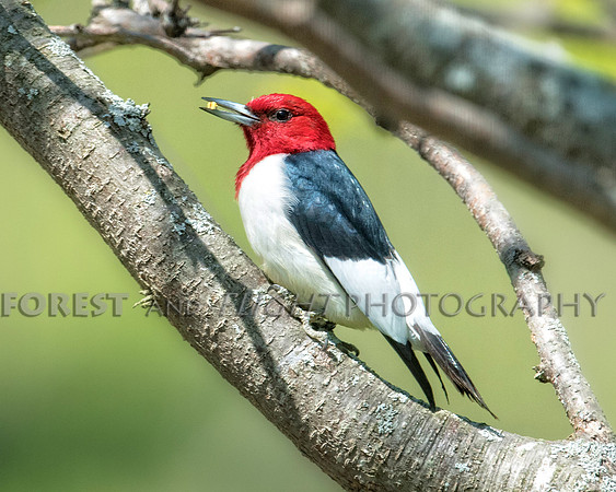 Red-headed