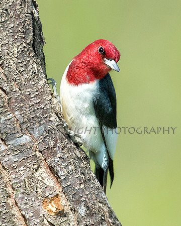 Red-headed
