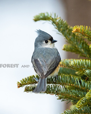 Titmouse