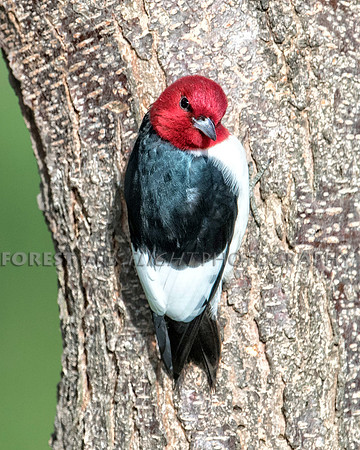 Red-headed