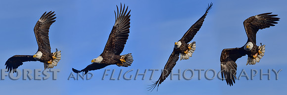 This Photo Only Available In 12"x36"