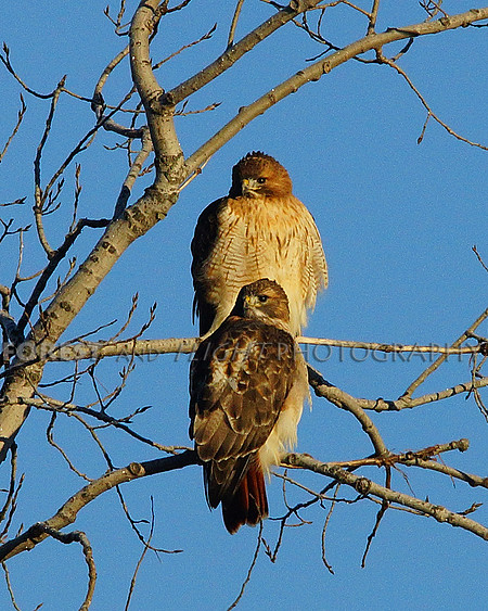 Red-tailed