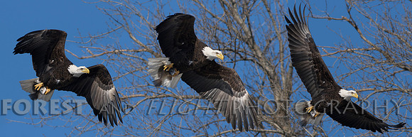 This Photo Only Available In 12"x36"