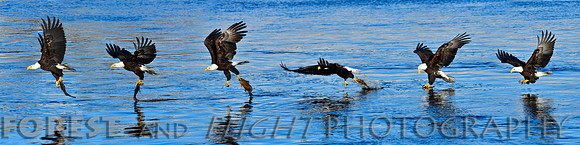 This Photo Only Available in 12"x48"