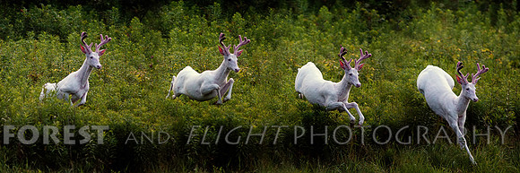 This Photo Only Available In 12"x36"