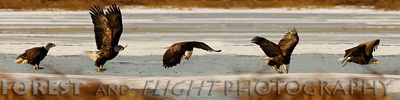 This Photo Only Available In 12"x48"