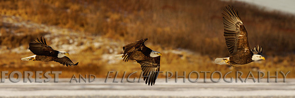 This Photo Only Available In 12"x36"