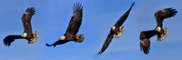 This Photo Only Available In 12"x36"