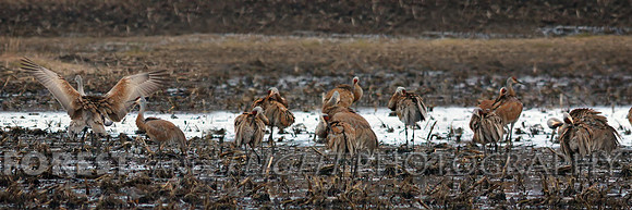 This Photo Only Available In 12"x36"