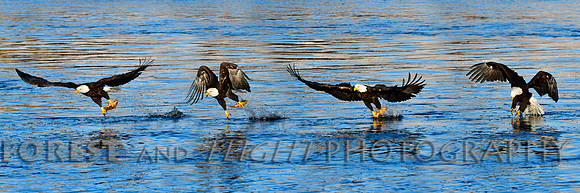 This Photo Only Available in 12"x36"