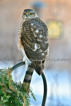 Sharp-shinned