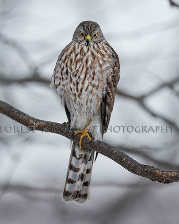 Sharp-shinned