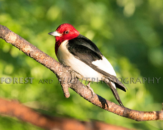 Red-headed