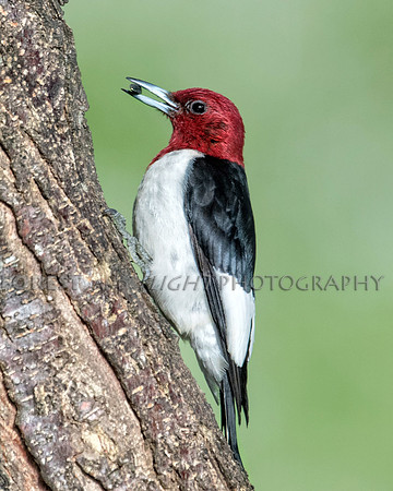 Red-headed