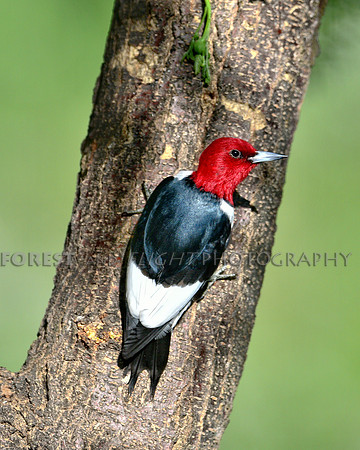 Red-headed